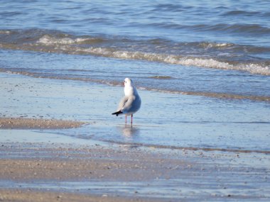 Seagull, in jargon the sweeper of the sea because, even if its favorite food remains fish, magic practically everything