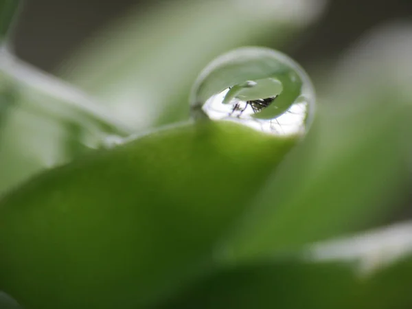 Wassertropfen Nach Dem Regen Sind Immer Tautropfen Auf Den Blättern — Stockfoto