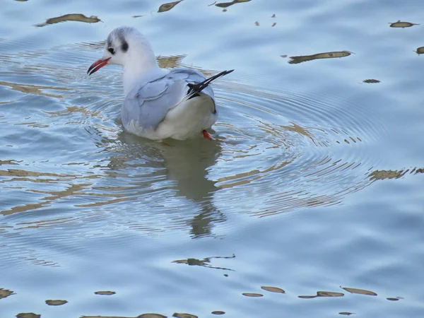 Gaviota Que Refleja Agua Realidad Creo Que Vio Pescado Para — Foto de Stock