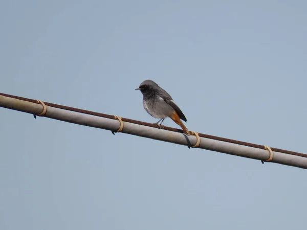 Phoenicurus Ochroros Μικρό Γκρι Πουλί Κόκκινη Ουρά Και Χαρακτηριστικό Στο — Φωτογραφία Αρχείου