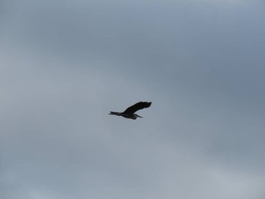 Gri balıkçıl, yerde iken çok zarif bir uçuş stili vardır görmek için çok sakardır