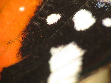 Makro detaylar makroda görülen bir kelebek kanatlarının ayrıntılarıdır.