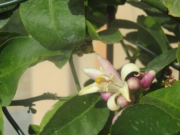 Zitronenblüte Ein Detail Und Eine Besondere Blume Ist Die Zitrusblume — Stockfoto