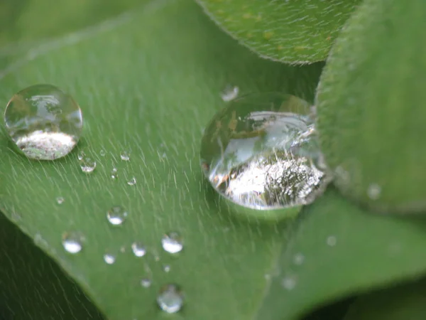 Las Gotas Agua Macro Naturaleza General Después Lluvia Contiene Las —  Fotos de Stock