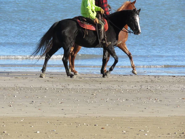 Hästar Två Vackra Och Eleganta Djur Travar Stranden Innan Sommarsäsongen — Stockfoto