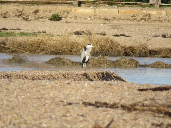 Gray Heron Pasăre Acvatică Care Observă Marea Cocoțată Plajă — Fotografie, imagine de stoc