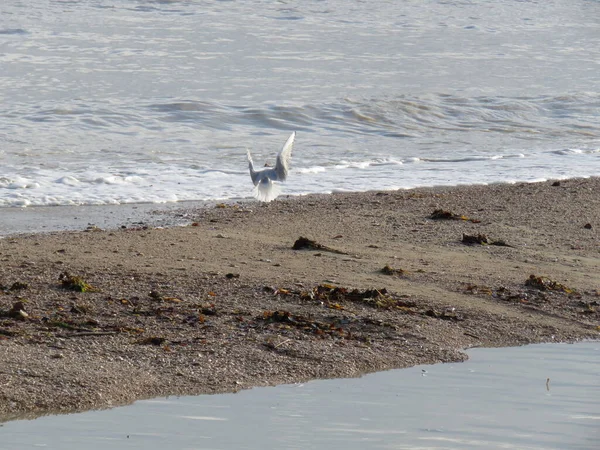 Seagull Pássaro Água Que Engole Tudo Para Isso Também Chamado — Fotografia de Stock