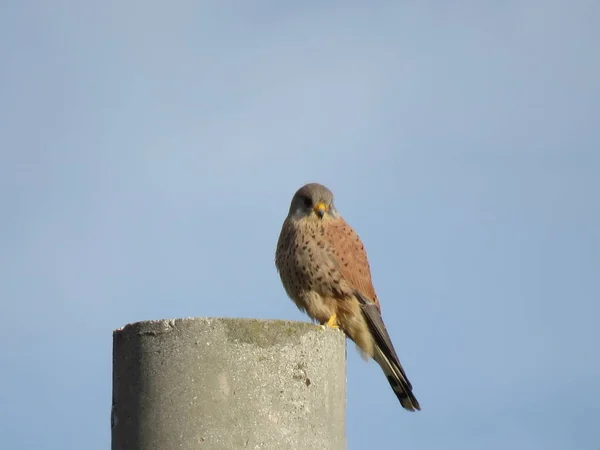 Kestrel, a small, fast and agile bird of prey of the genus falco are distinguished by the way they twirl with their wings while they scan the ground in search of prey here at rest but always alert