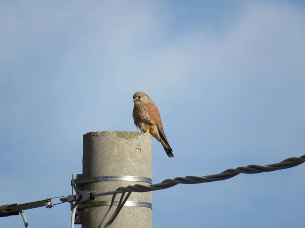 Kestrel, a small, fast and agile bird of prey of the genus falco are distinguished by the way they twirl with their wings while they scan the ground in search of prey here at rest but always alert