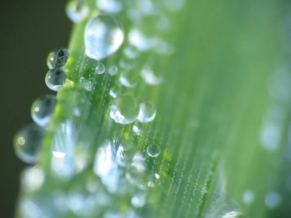 Las Caídas Agua Macro Convierten Grandes Perlas Transparentes Que Ofrecen —  Fotos de Stock