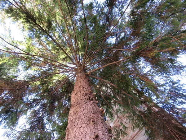 Árbol Perspectiva Visto Esta Manera Resalta Todos Los Detalles Que — Foto de Stock