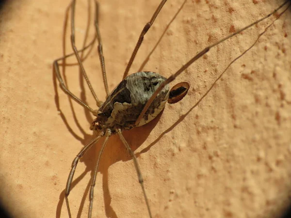 Opilionidae Commonly Called Spider Long Legs Because Actually Compared Body — Stock Photo, Image