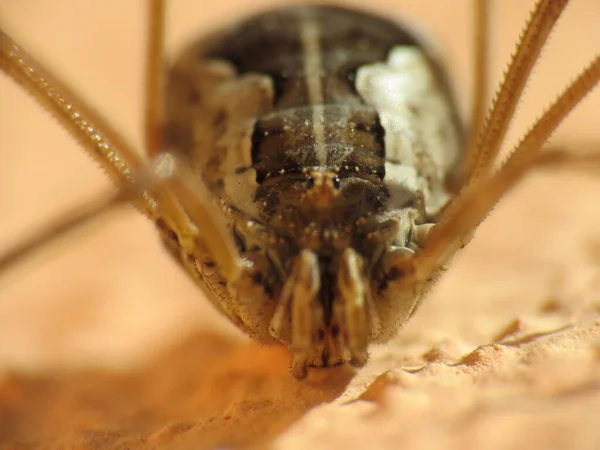 Opilionidae Communément Appelé Longues Pattes Araignée Parce Elles Sont Vraiment — Photo