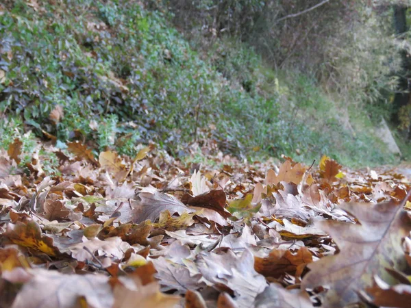 Sonbaharda, bu mevsimde ağaçların güzel yapraklarından her şey değişir. Yerler daha koyu olur.