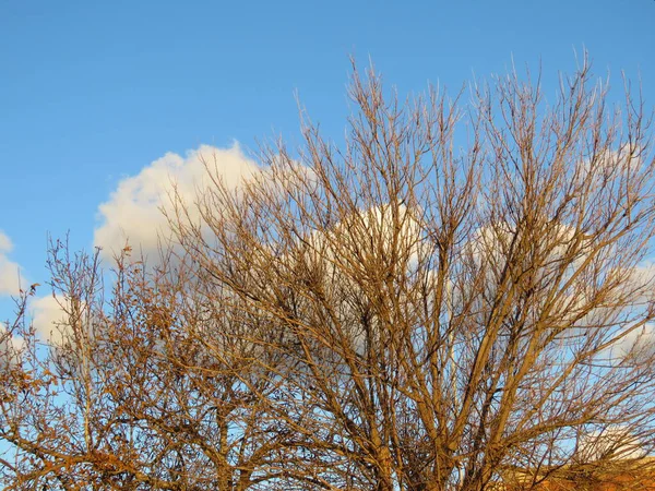 Осень Этом Сезоне Меняется Красивой Листвы Деревьев Земле Цвета Становятся — стоковое фото