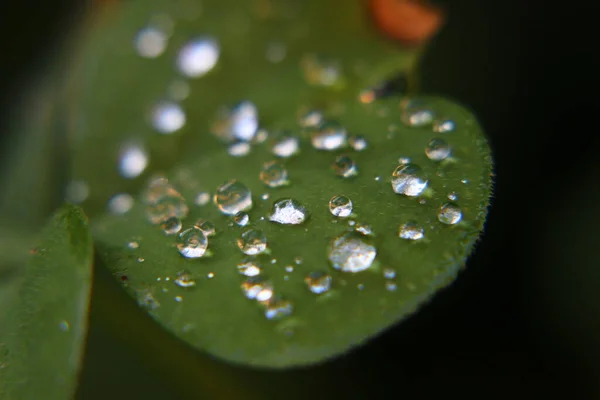 Dettagli Della Natura Natura Sua Particolarità Nei Dettagli Fotografati Prospettiva — Foto Stock