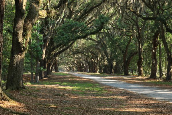 Long driveway with beautiful oak trees with Spanish moss hanging down