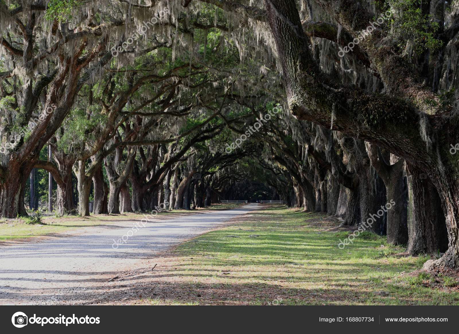 Southern driveway lined with a canopy of Live Oaks Stock Photo by ©ron