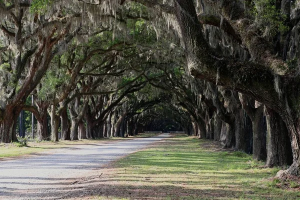 Güney driveway Live Oaks bir gölgelik ile kaplı — Stok fotoğraf