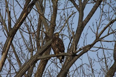 Amerikan simgesi Bald Eagle