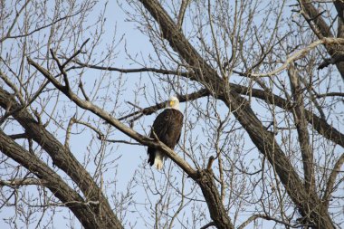 Amerikan simgesi Bald Eagle