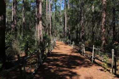 Okefenokee Ulusal Yaban hayatı Sığınağı Folkston, Gürcistan