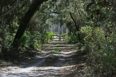 Okefenokee Ulusal Yaban hayatı Sığınağı Folkston, Gürcistan