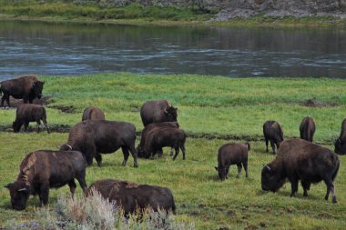 Yellowstone Milli Parkı