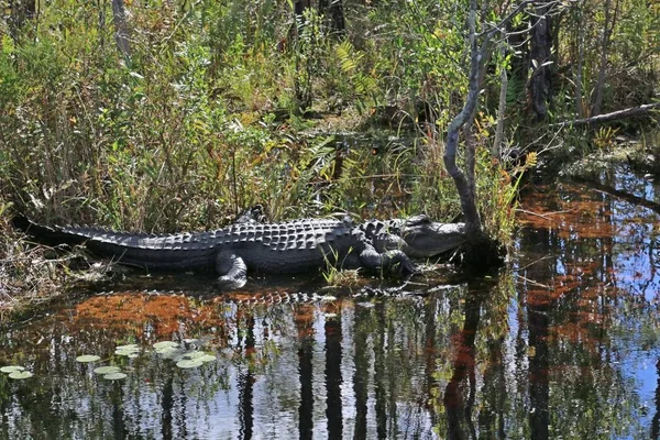 Okefenokee nemzeti Vadrezervátum — Stock Fotó