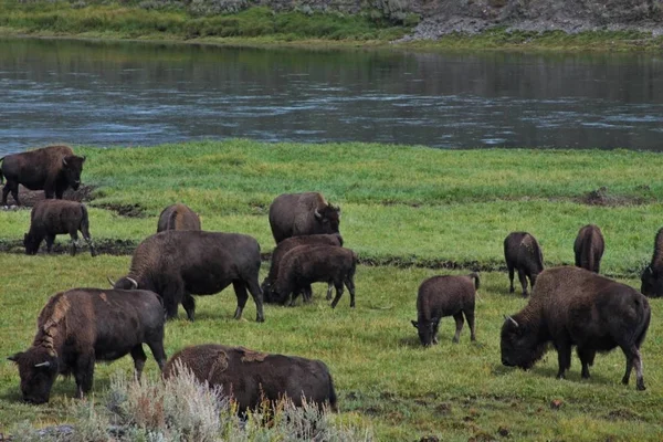 Yellowstone Milli Parkı — Stok fotoğraf