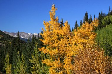 güzel sonbahar renkleri 