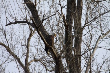 Yüksek ülkede benim