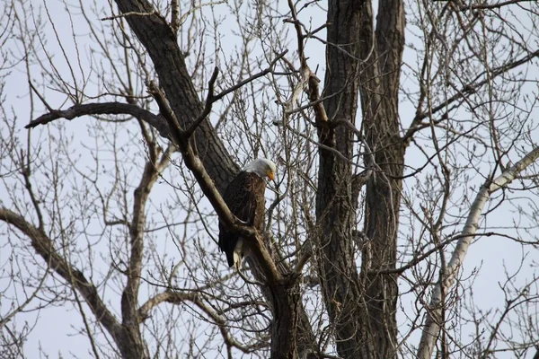 Yüksek ülkede benim