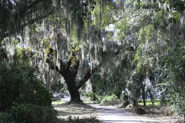 Yüksek ülkede benim