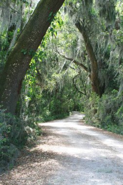 Yüksek ülkede benim