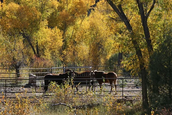 Üzerimize sonbahar renkleri vardır