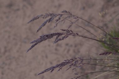 Güzel kırmızı rock kanyonlar Utah ve Batı Colorado bölgelerinde yaşamaktadırlar