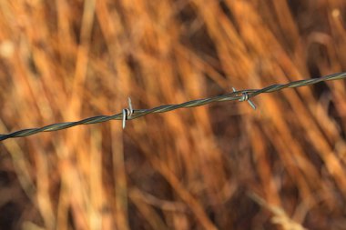 Dikenli tel sağlayan sığır sınır