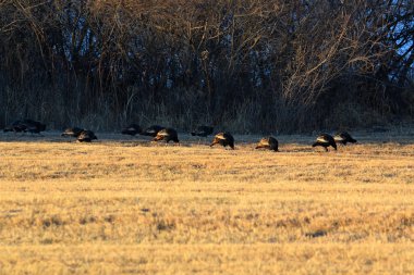 Wild turkeys in the early morning sunlight clipart