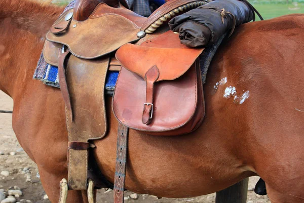 Rocky Dağları'nda bir at çiftliği hayatına