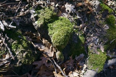 Aile bizim devlet parkı birine çıkar ve açık havada!