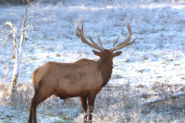 Bull Elk Στο Χιόνι Eary Φθινόπωρο Ένα Βουνό Meados — Φωτογραφία Αρχείου