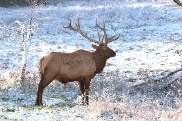 Taureau Wapiti Dans Neige Épaisse Automne Dans Méados Montagne — Photo