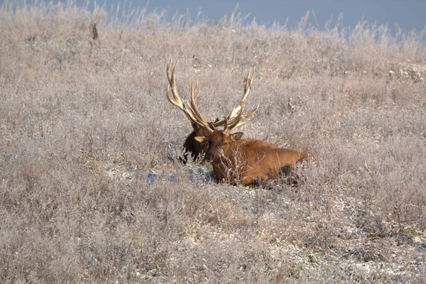 Bull Elk Eary Snö Hösten Ett Berg Meados — Stockfoto
