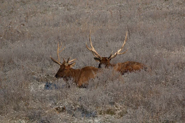 Bull Elk Eary Snö Hösten Ett Berg Meados — Stockfoto