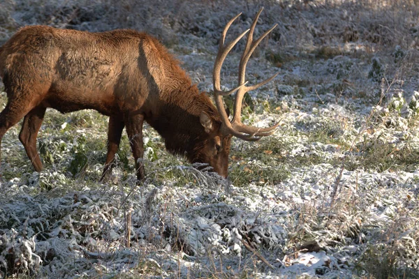 Taureau Wapiti Dans Neige Épaisse Automne Dans Méados Montagne — Photo