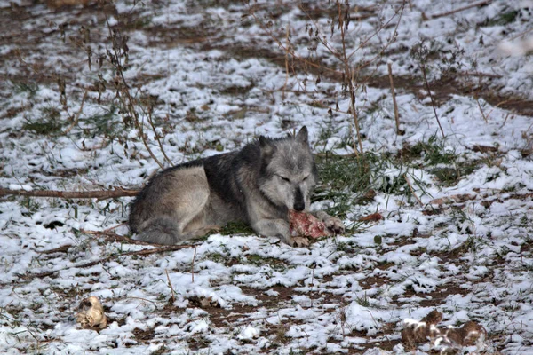 No sharing this leg of lamb with this Wolf
