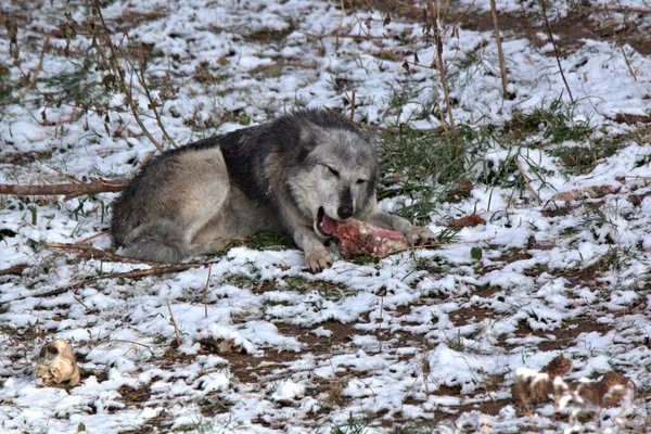 No sharing this leg of lamb with this Wolf