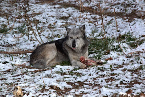 No sharing this leg of lamb with this Wolf