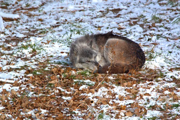 Grey Wolf Curled Bare Forest Floor Early Winter Months — Stock Photo, Image